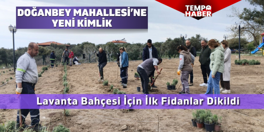 Doğanbey'de Lavanta Bahçesi İçin İlk Fidanlar Dikildi