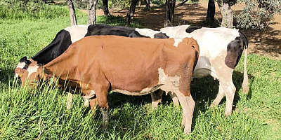 AYDIN İL JANDARMA KOMUTANLIĞI BASIN AÇIKLAMASI YAPTI