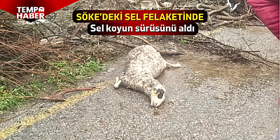 Söke’de dere taştı, ağıldaki koyunlar sele kapıldı