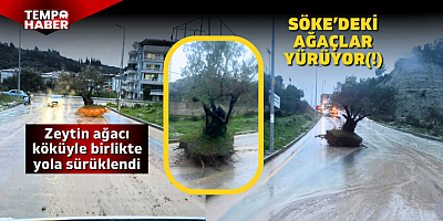 Söke’de şaşırtan manzara: Zeytin ağacı köküyle birlikte asfalta sürüklendi