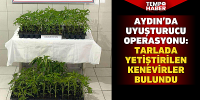 Uyuşturucu operasyonu: Tarlada yetiştirilen kenevirler bulundu